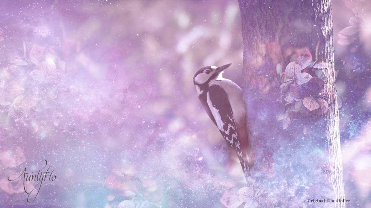 Woodpecker Animal Totem Awaken your magick powers